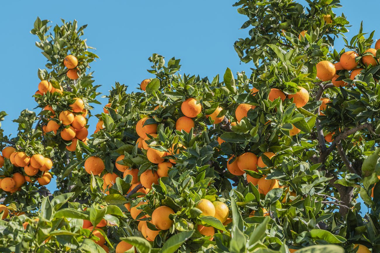 Naranjo cargado de fruta bajo un cielo azul